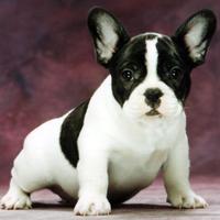 Baby Bulldog Puppy Wallpapers Pictures HD screenshot 3