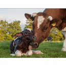 Baby Cows Wallpapers Pictures HD APK