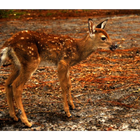 ikon Baby Deer Wallpapers Pictures HD