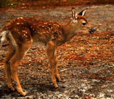 Baby Deer Wallpapers Pictures HD Affiche