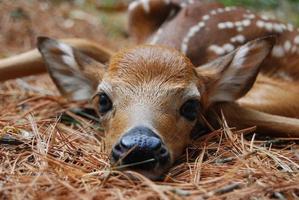 Baby Deer Wallpapers Pictures HD скриншот 1