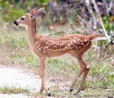 Baby Deer Wallpapers Pictures HD syot layar 2
