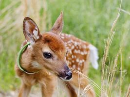 Baby Deer Wallpapers Pictures HD syot layar 3