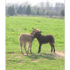 Baby Donkeys Wallpapers Pictures HD иконка
