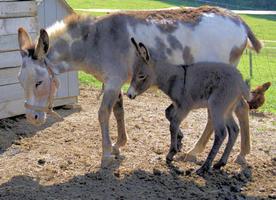 Baby Donkeys Wallpapers Pictures HD скриншот 2