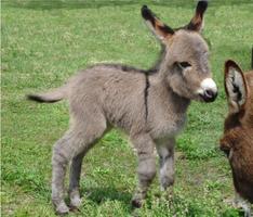 Baby Donkeys Wallpapers Pictures HD скриншот 3