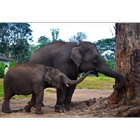 Baby Elephants Wallpapers Pictures HD simgesi