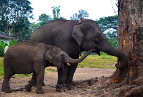 Baby Elephants Wallpapers Pictures HD Affiche