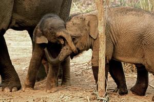 Baby Elephants Wallpapers Pictures HD скриншот 2