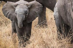 Baby Elephants Wallpapers Pictures HD 截图 3