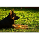 Baby German Shepherd Wallpapers Pictures HD APK