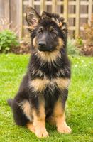 Baby German Shepherd Wallpapers Pictures HD ภาพหน้าจอ 2