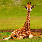 Baby Giraffes Wallpapers Pictures HD ícone