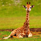 Baby Giraffes Wallpapers Pictures HD icône