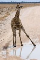 Baby Giraffes Wallpapers Pictures HD 截图 3