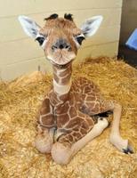 Baby Giraffes Wallpapers Pictures HD 截图 1