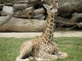 Baby Giraffes Wallpapers Pictures HD 截图 2
