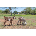 Baby Goats Wallpapers Pictures HD