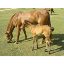 Baby Horses Wallpapers Pictures HD APK