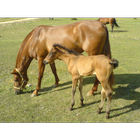 Baby Horses Wallpapers Pictures HD-icoon