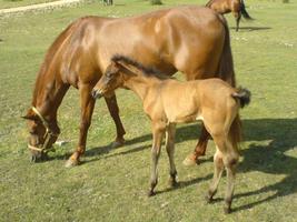 Baby Horses Wallpapers Pictures HD poster