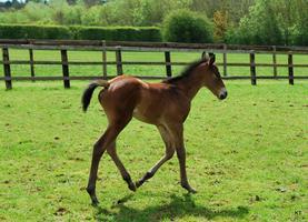 Baby Horses Wallpapers Pictures HD ảnh chụp màn hình 2