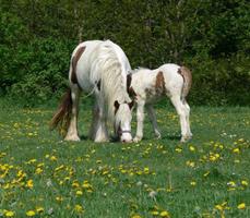 Baby Horses Wallpapers Pictures HD screenshot 3