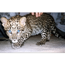 Baby Leopard Cubs Wallpapers Pictures HD APK