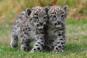 Baby Leopard Cubs Wallpapers Pictures HD capture d'écran 3