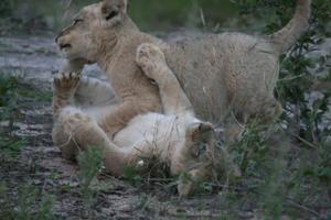 Baby Lion Cubs Wallpapers Pictures HD capture d'écran 1
