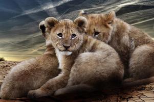 Baby Lion Cubs Wallpapers Pictures HD capture d'écran 2