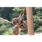 Baby Monkeys Wallpapers Pictures HD 圖標