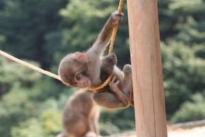 Baby Monkeys Wallpapers Pictures HD الملصق