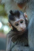 Baby Monkeys Wallpapers Pictures HD 截圖 1