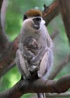 Baby Monkeys Wallpapers Pictures HD 截圖 2