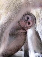 Baby Monkeys Wallpapers Pictures HD 截圖 3