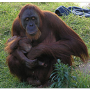 Baby Orangutans Wallpapers Pictures HD APK