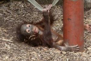 Baby Orangutans Wallpapers Pictures HD capture d'écran 1