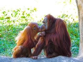 Baby Orangutans Wallpapers Pictures HD capture d'écran 2