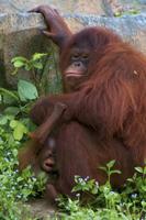 Baby Orangutans Wallpapers Pictures HD capture d'écran 3