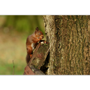 Baby Squirrels Wallpapers Pictures HD APK