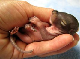 Baby Squirrels Wallpapers Pictures HD screenshot 2