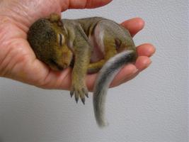 Baby Squirrels Wallpapers Pictures HD screenshot 3