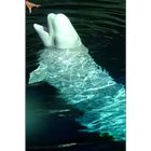 Beluga Whale Wallpapers Pictures HD icône