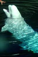 Beluga Whale Wallpapers Pictures HD Affiche