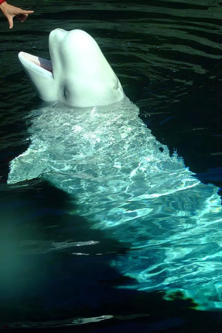 beluga whale wallpaper