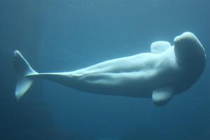 Beluga Whale Wallpapers Pictures HD capture d'écran 3