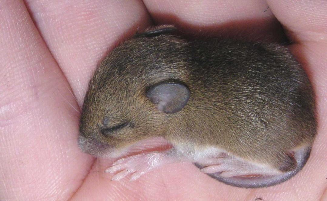 Cute Baby Mice Wallpapers Pictures Hd For Android Apk Download