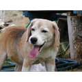 Cute Beagles Wallpapers Pictures HD