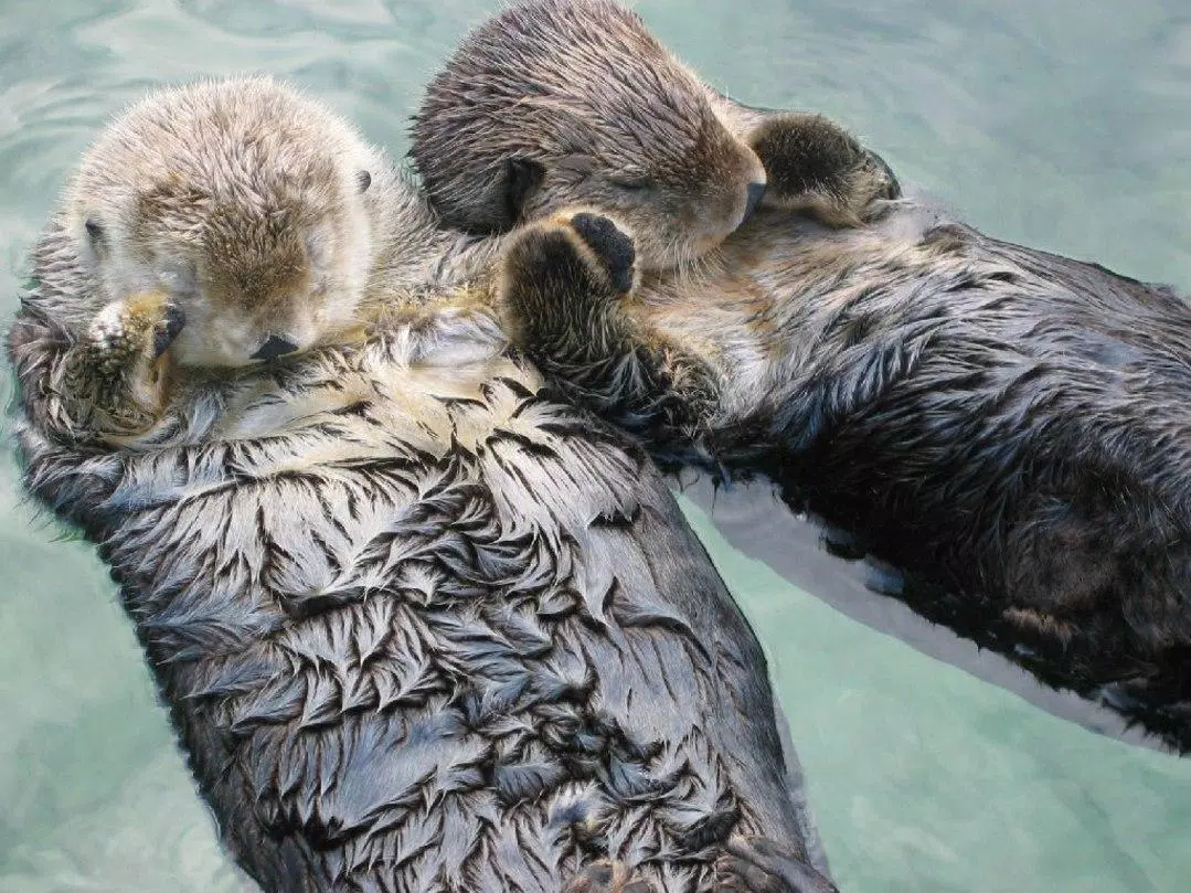 Cute Otters Wallpapers Pictures HD APK for Android Download
